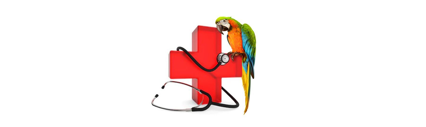Caring for a Sick Bird - New York Bird Supply
