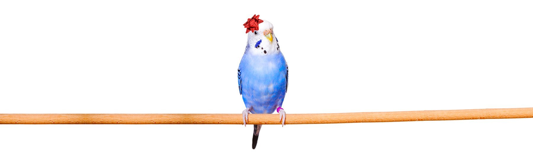 Welcoming Your New Feathered Friend Home - New York Bird Supply