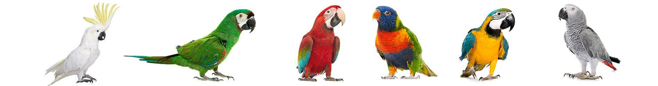 Large Bird Toys | New York Bird Supply