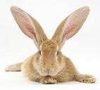Rabbit | New York Bird Supply