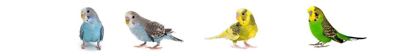 Small Bird Toys | New York Bird Supply