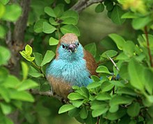 Cordon Blue Waxbill