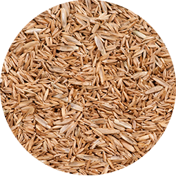 Tall Fescue Seed - New York Bird Supply