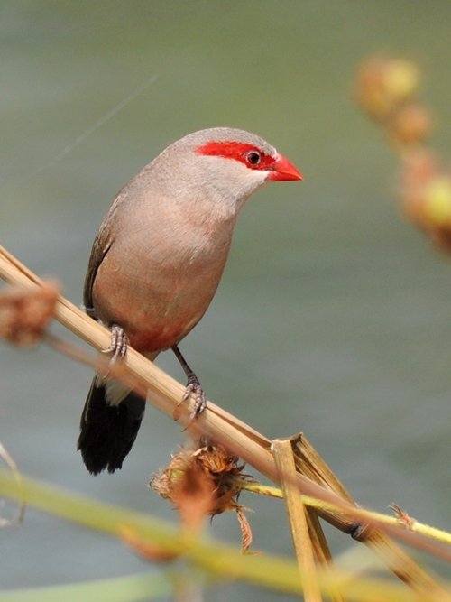 Black - Rumped (Red - Eared) Waxbill - New York Bird Supply
