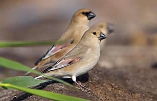 Desert Finch - New York Bird Supply