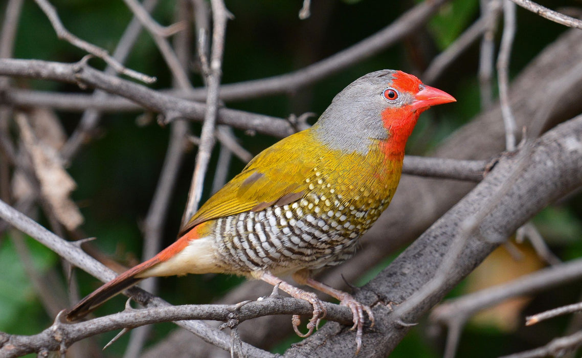 Green Wing Pytilia - New York Bird Supply