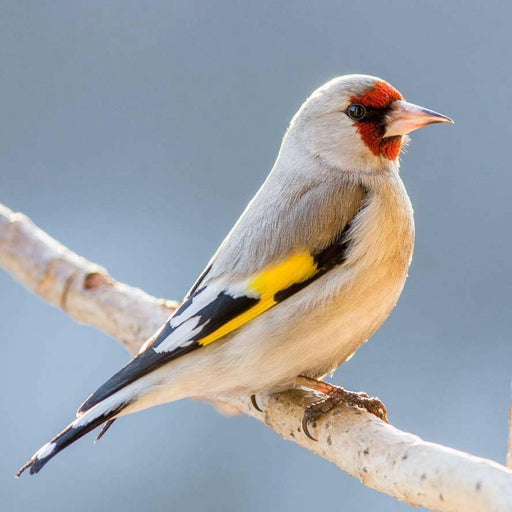 Himalaya Goldfinch - New York Bird Supply