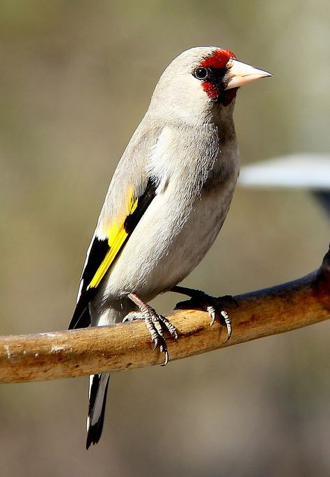Himalaya Goldfinch - New York Bird Supply