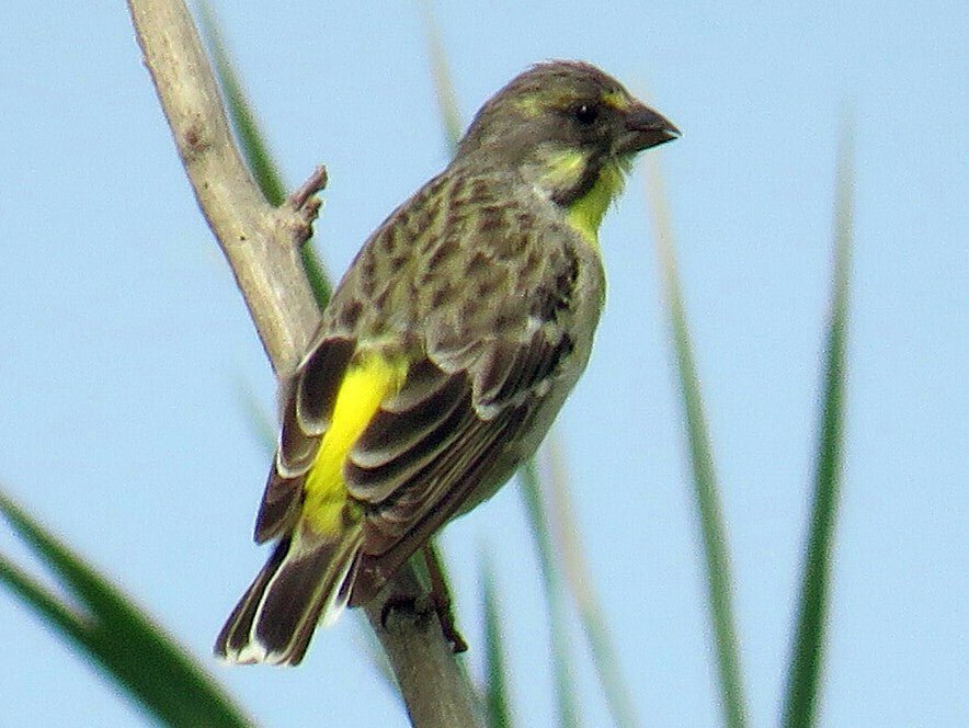 Lemon Breasted Canary - New York Bird Supply