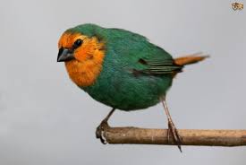 Parrot Finch Sea Green - New York Bird Supply