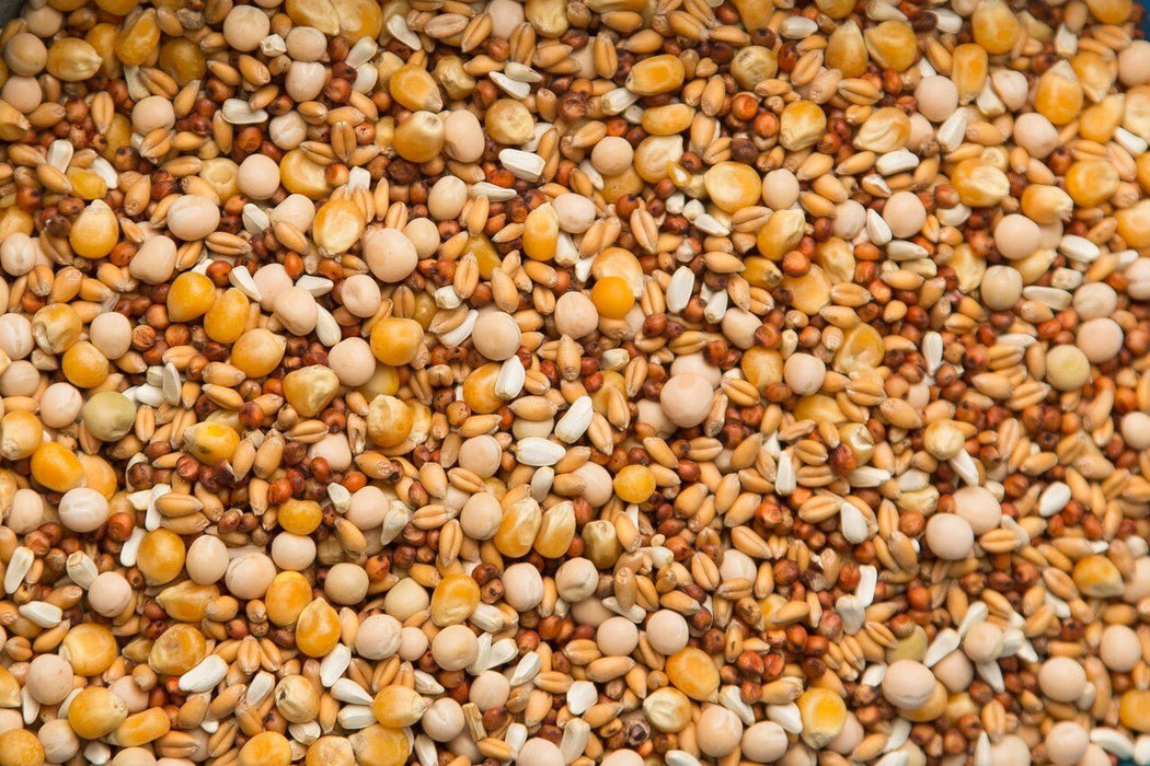 Purgrain Penny - Wise Popcorn 50lb - New York Bird Supply