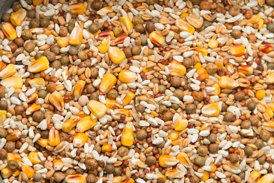 Purgrain Penny - Wise with Small Yellow Corn 50lb - New York Bird Supply