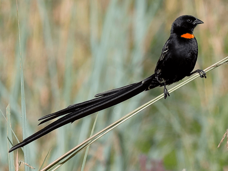 Red - Collared Widowbird - New York Bird Supply