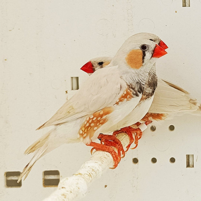 Zebra Finch CFW - New York Bird Supply