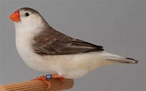 Zebra Finch Penguin - New York Bird Supply