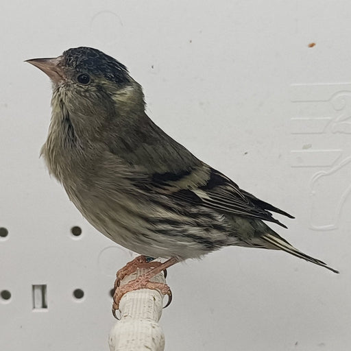 Black-Chinned Siskin Mutation - New York Bird Supply