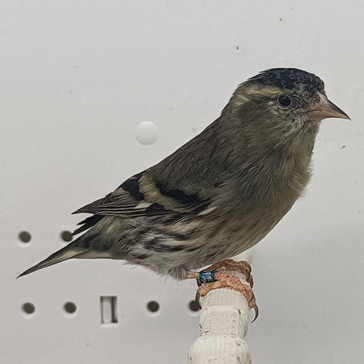 Black-Chinned Siskin Mutation - New York Bird Supply