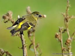 Black-Hooded Siskin - New York Bird Supply