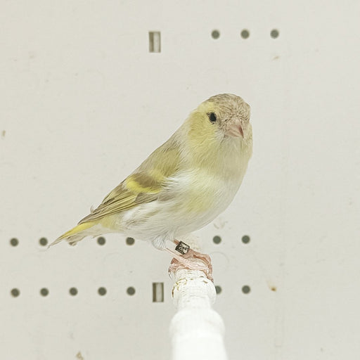 Black-Hooded Siskin Mutation - New York Bird Supply