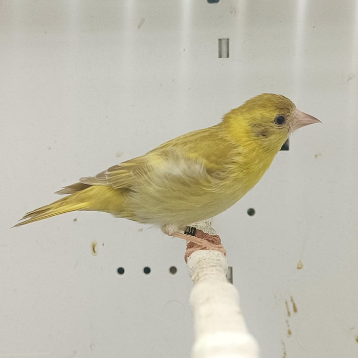 Black-Hooded Siskin Mutation - New York Bird Supply