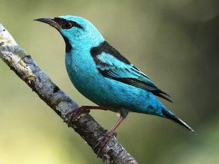 Blue Dacnis Tanager - New York Bird Supply