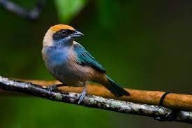 Burnished Buff Tanager - New York Bird Supply