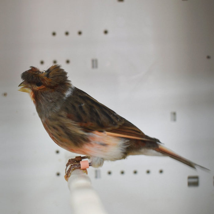 Canary Crested - New York Bird Supply