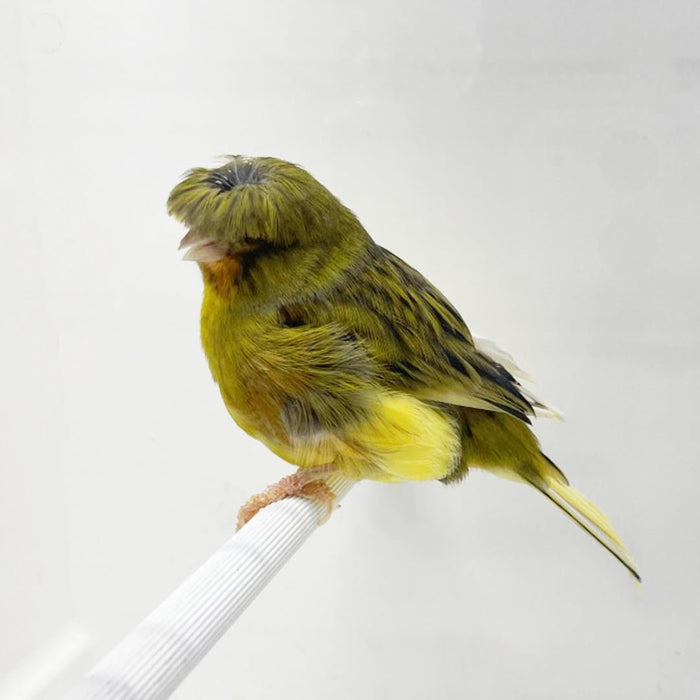 Canary Crested Gloster - New York Bird Supply