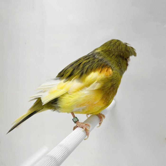 Canary Crested Gloster - New York Bird Supply