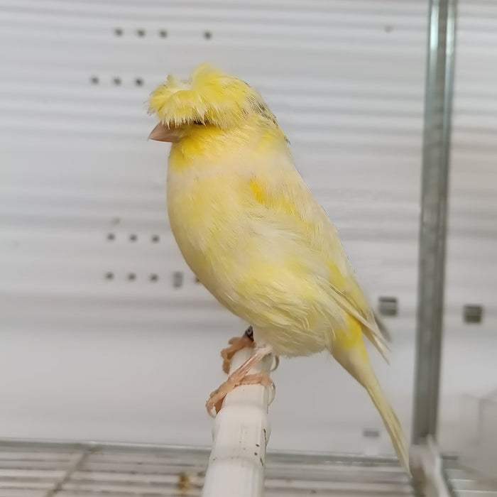 Canary Crested Gloster - New York Bird Supply