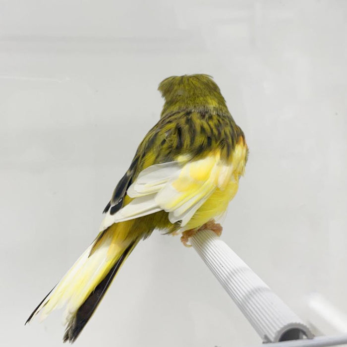 Canary Crested Gloster - New York Bird Supply