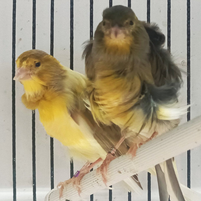 Canary Frill - New York Bird Supply