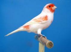 Canary Mosaic White and Red - New York Bird Supply