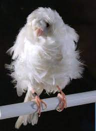 Canary White Frill - New York Bird Supply