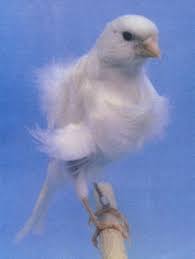 Canary White Frill - New York Bird Supply