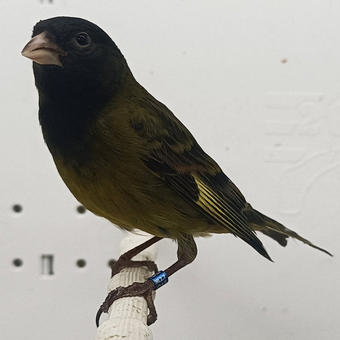 Canary x Black Siskin Hybrid - New York Bird Supply