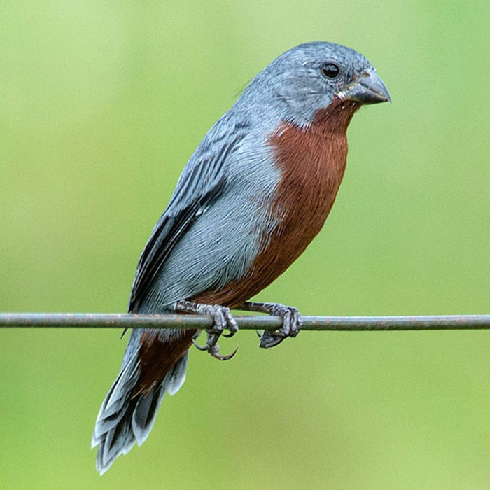 Chestnut-Bellied Seedeater - New York Bird Supply