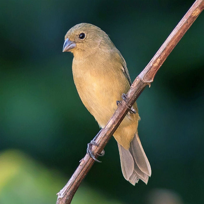 Chestnut-Bellied Seedeater - New York Bird Supply