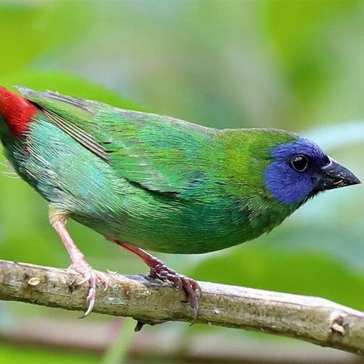 Finch Blue Faced Parrot - New York Bird Supply