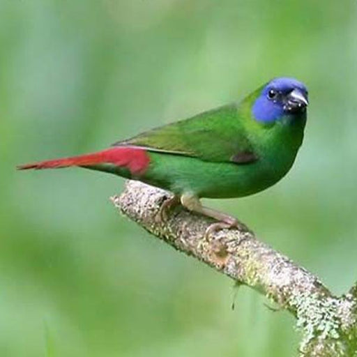 Finch Blue Faced Parrot - New York Bird Supply