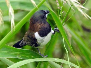 Finch Bronze Wing Mannikin - New York Bird Supply