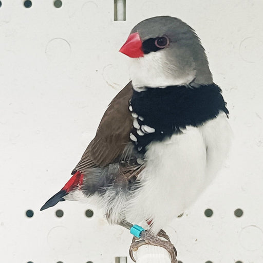 Finch Diamond Firetail - New York Bird Supply