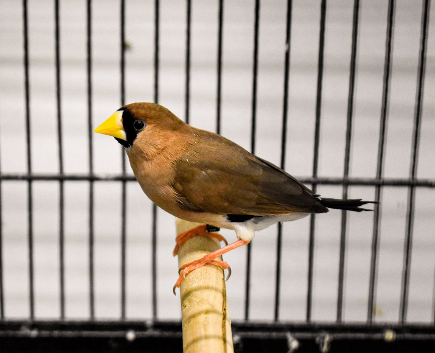 Finch Masked Grass - New York Bird Supply