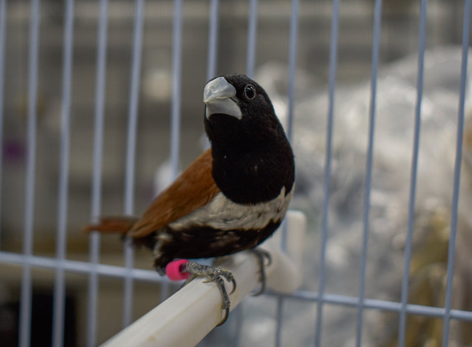 Finch Tri Colored Nun - New York Bird Supply