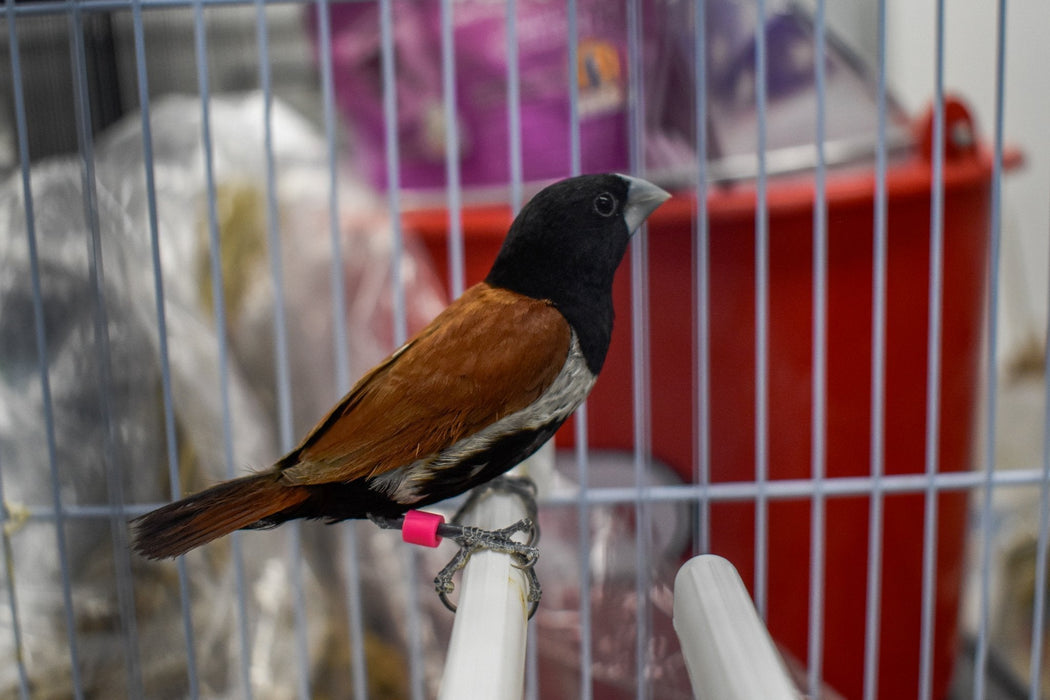 Finch Tri Colored Nun - New York Bird Supply