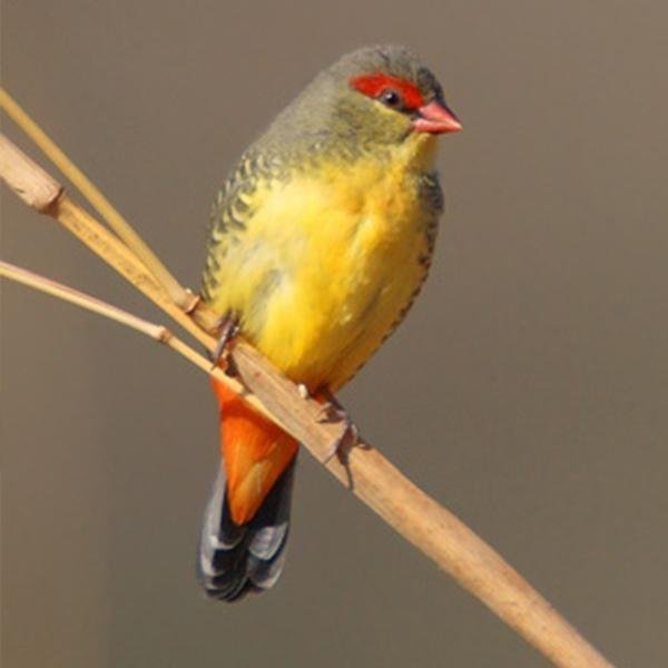 Gold Breasted Waxbill - New York Bird Supply