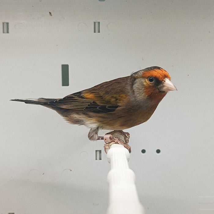 Hybrid Canary X European Goldfinch - New York Bird Supply