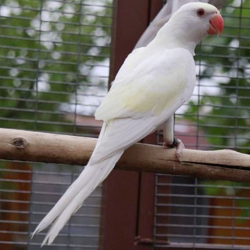 Indian Ringneck White/Yellow Cremino - New York Bird Supply