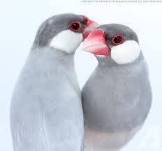 Java Sparrow Finch Silver - New York Bird Supply