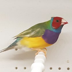 Lady Gouldian Finch - Dilute Green Back - New York Bird Supply